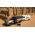 Discovery 5 L462 2018 Key Fob Replacement Spare Lost Not Locking Not Unlocking